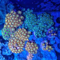 zoa frags