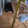 Wicker chairs Image 7