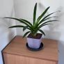 Red bromeliad Image 3