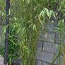 Bamboo plants Image 7