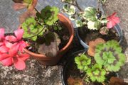 3 geranium plants