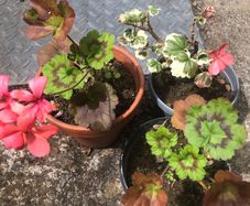 3 geranium plants