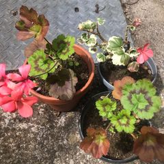 3 geranium plants