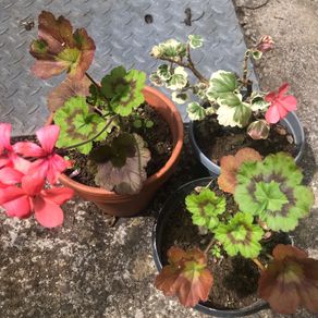 3 geranium plants