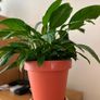 plant Image 2