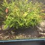 planted tank 250 liter Image 8