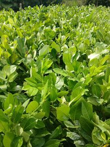 large potted laurel hedging