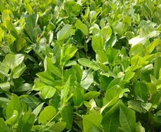 large potted laurel hedging