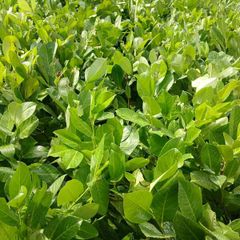 large potted laurel hedging
