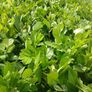 Large Laurel Hedging over 3.5ft tall (120cm) Image 2