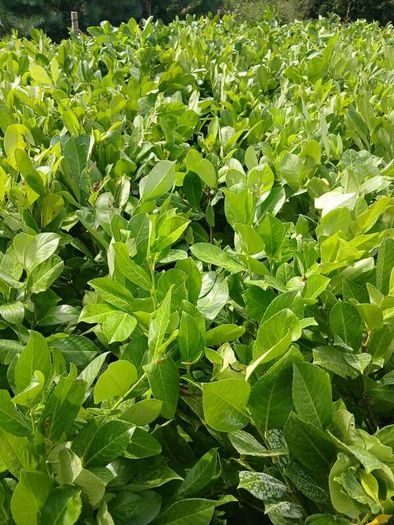 Large Laurel Hedging over 3.5ft tall (120cm)