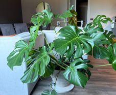 Monstera
