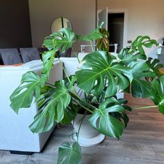 Monstera