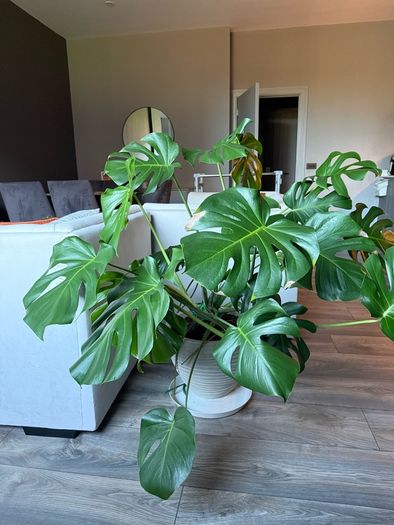 Monstera