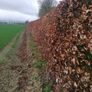 Copper Beech Hedging Image 7
