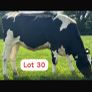Radney Heifers Image 6