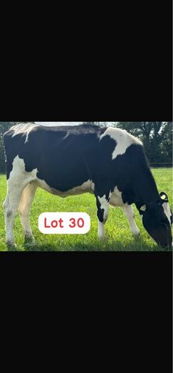 Radney Heifers