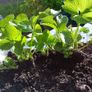 strawberry plants Image 4