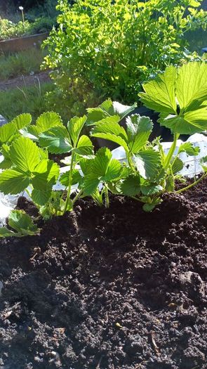 strawberry plants