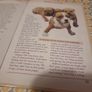 Pet Owners Guide to the Staffordshire Bull Terrier (Hardcover) Image 5