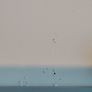 Whiteboards (x2) Image 6