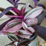 House Plants Image 3
