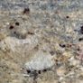 Prada gold Granite slab , Hearth or worktop Image 9