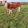 PBR Simmental Weanling Heifer Image 9