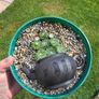 otdoor plant Image 2