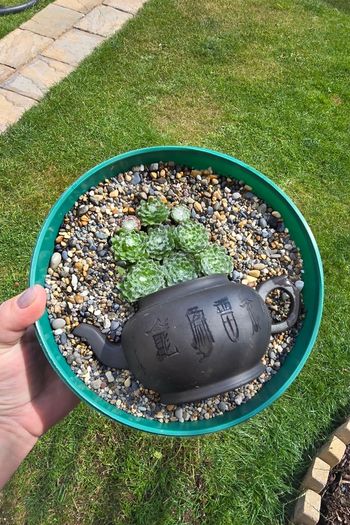 otdoor plant