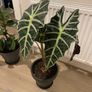 Alocasia Polly Image 2