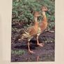 Ornamental water fowl Image 3