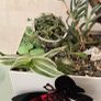 indoor plant Image 4