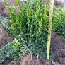 Box Hedging Image 9