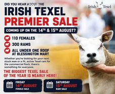 Texel Premier Sale