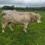 3 purebred registered charlaois bulls for sale Image 2