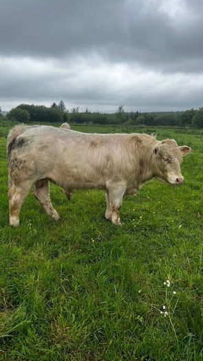 3 purebred registered charlaois bulls for sale