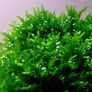 Willow Moss- Fontinalis antipyretica 80ml Oxygenator Image 4