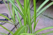 Ornamental grass