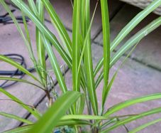 Ornamental grass