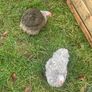 pekin day old chicks Image 4