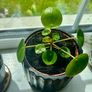 Chinese Money Plants Image 3
