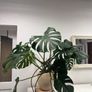 monstera Image 3