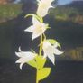 plants Image 2