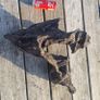 bog oak Image 2