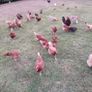 Selection of Hens Image 4