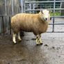purebred belclare ram lamb Image 3