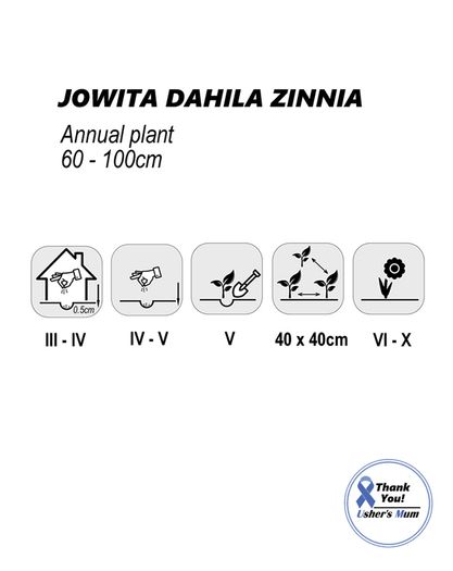 (Z) Dahlia-flowered Zinnia Seeds Jowita 1g