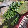 large water lillies Image 3