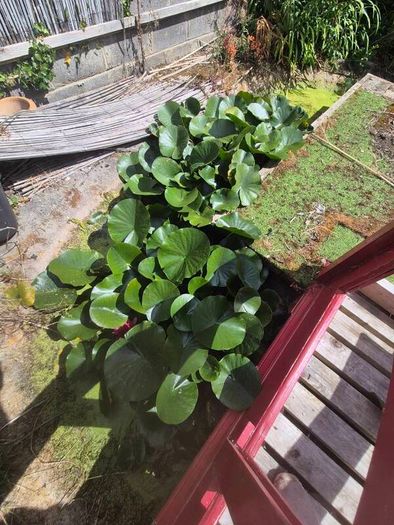 large water lillies